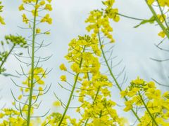-贵阳市花溪国家城市湿地公园