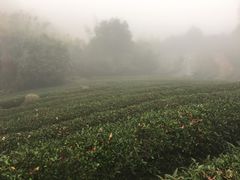 -东部华侨城