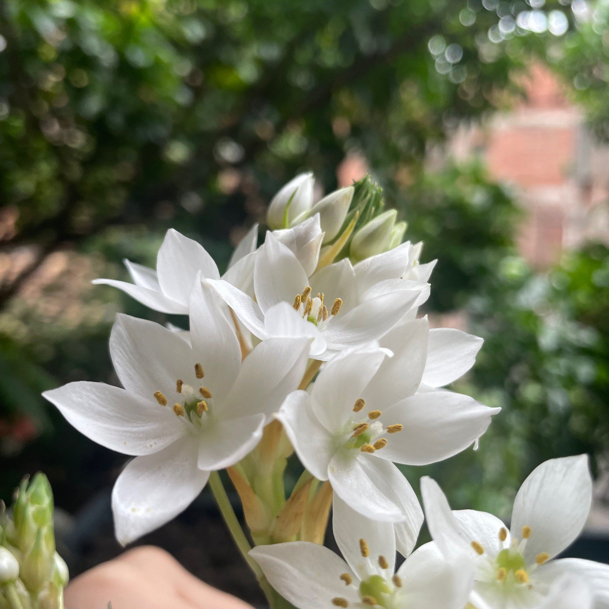 清新淡雅的雀梅花开了