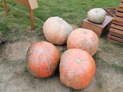 -中国天府农业博览园