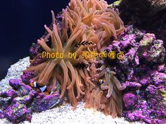 -西雅图水族馆