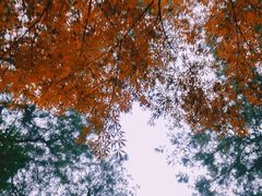 -铁山坪森林公园