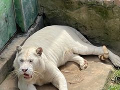 -西霞口神雕山野生动物世界