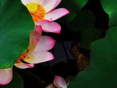 -桤木河湿地公园