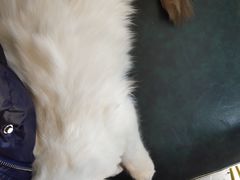-喵喵咪呀布偶猫咖(春熙路店)