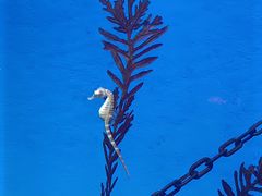 -上海海洋水族馆