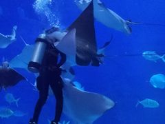 -烟台海昌鲸鲨海洋公园