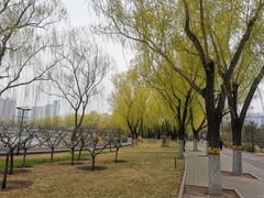 -莲花池公园