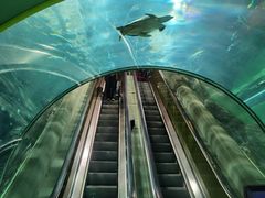 -上海海洋水族馆