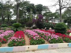 -松山湖梦幻百花洲