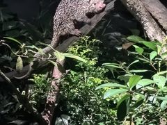 -夜间野生动物园