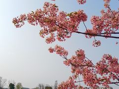 -新江湾城公园