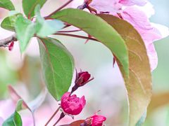 -海棠花溪(元大都城垣遗址公园)