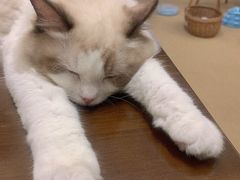 -猫友咖啡店(玉林西路店)