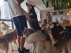 -Husky Go! 哈士奇体验馆·宠物咖啡厅狗咖