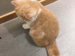 -飞行喵MR PILOT|猫舍·猫咖(静安大融城店)