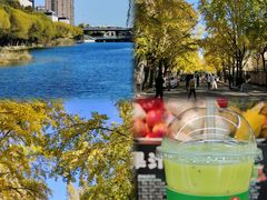 -三里屯东五街银杏大道