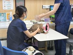 -谐和益家动物医院·免疫绝育·血液透析·宠保定点医院(高新伊藤分院)