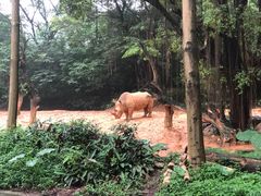 -广州长隆野生动物世界