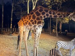 -清迈夜间动物园