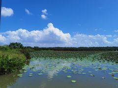 -大湾区中央湿地公园