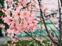 -顾村公园