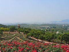 -密云玫瑰情园