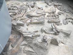 -自贡恐龙博物馆