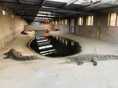 -泉州海丝野生动物世界