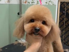 -唐小姐の私宠·宠物洗护美容·撸猫馆·购宠(周浦万达旗舰店)