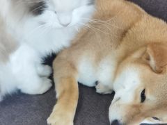 -南京Hallo宠物乐园·哈罗犬舍·柴犬繁育基地