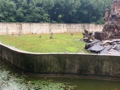 -合肥野生动物园