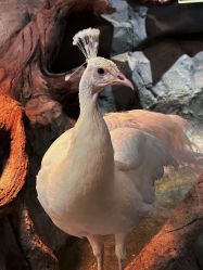 -Zoolung Zoolung动物主题公园(海信广场店)