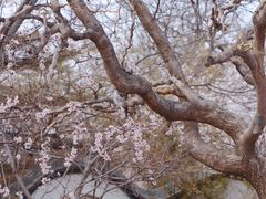-桃花堤公园