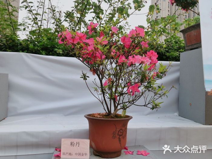 琴亭湖公园图片