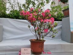 -琴亭湖公园