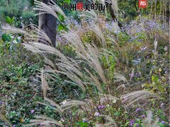-红山村