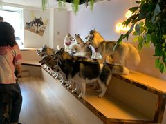 -Husky Go! 哈士奇体验馆·宠物咖啡厅狗咖