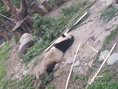 -都江堰中华大熊猫苑