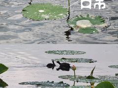-哈尔滨大剧院