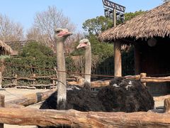 -上海野生动物园