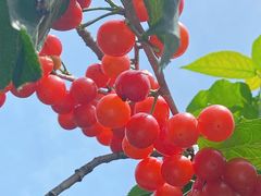 -樱桃山旅游景区