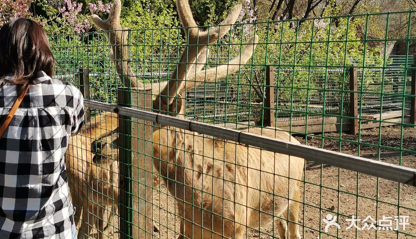 動物園重新開園必須來捧場門口先出示健康碼測體溫