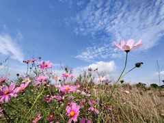-西京湾花海