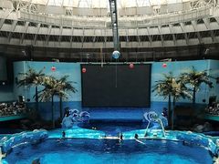 -海合安成都极地海洋公园