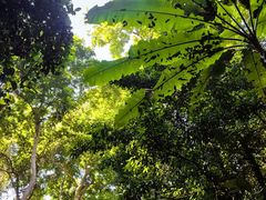 -西双版纳原始森林公园