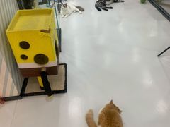 -糯米喵星人·撸猫猫舍咖啡馆(西市场嘉华店)