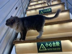 -喵喵咪呀布偶猫咖(春熙路店)