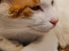 -平行世界·猫咖(首经贸店)