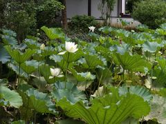 -上海醉白池公园